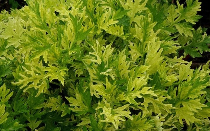 Αρτεμισία: Το βότανο που καταπολεμά τα καρκινικά κύτταρα!